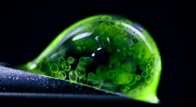 Объявлены победители Nikon Small World Photomicrography Competition