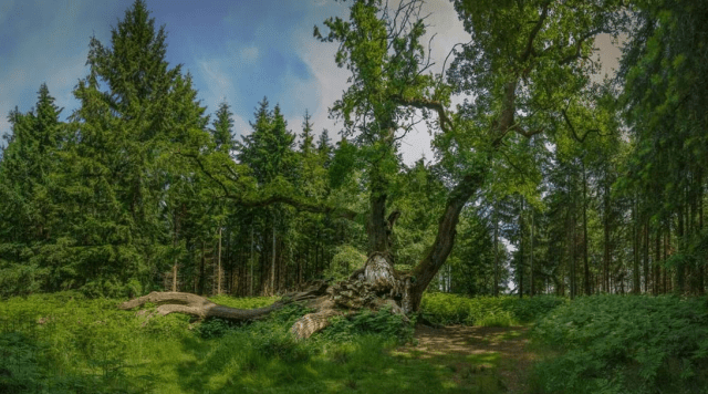 дерево в Англии