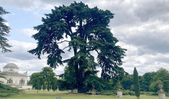 Объявлены финалисты конкурса Дерево года