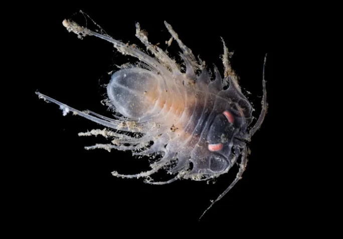 Ученые нашли новые виды глубоководных животных