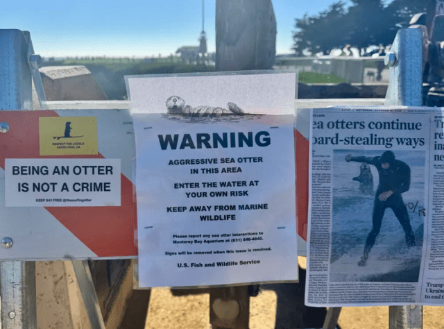 Калифорнийская выдра 