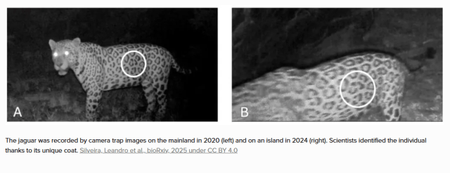 рекордный заплыв ягуара